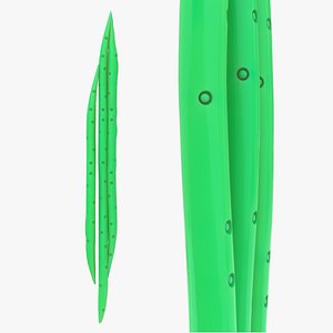 Secondary wall thickening in tracheids 3D model