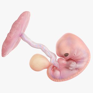 3D Fetus Anatomy Week 7