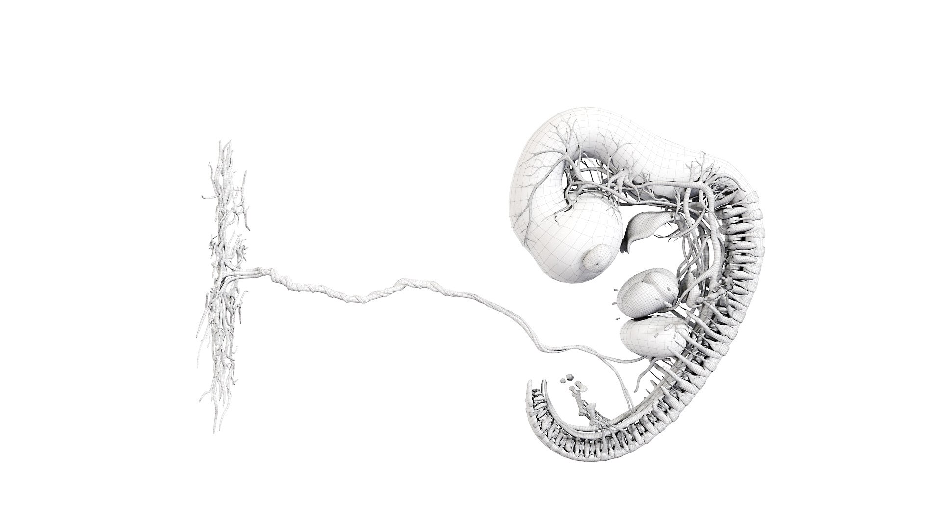 3D Fetus Anatomy Week 7 - TurboSquid 1822782