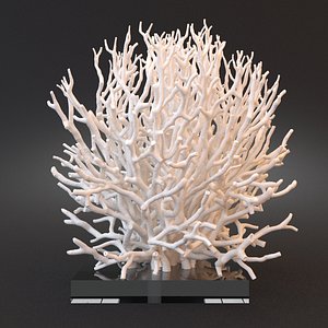 3d white coral model