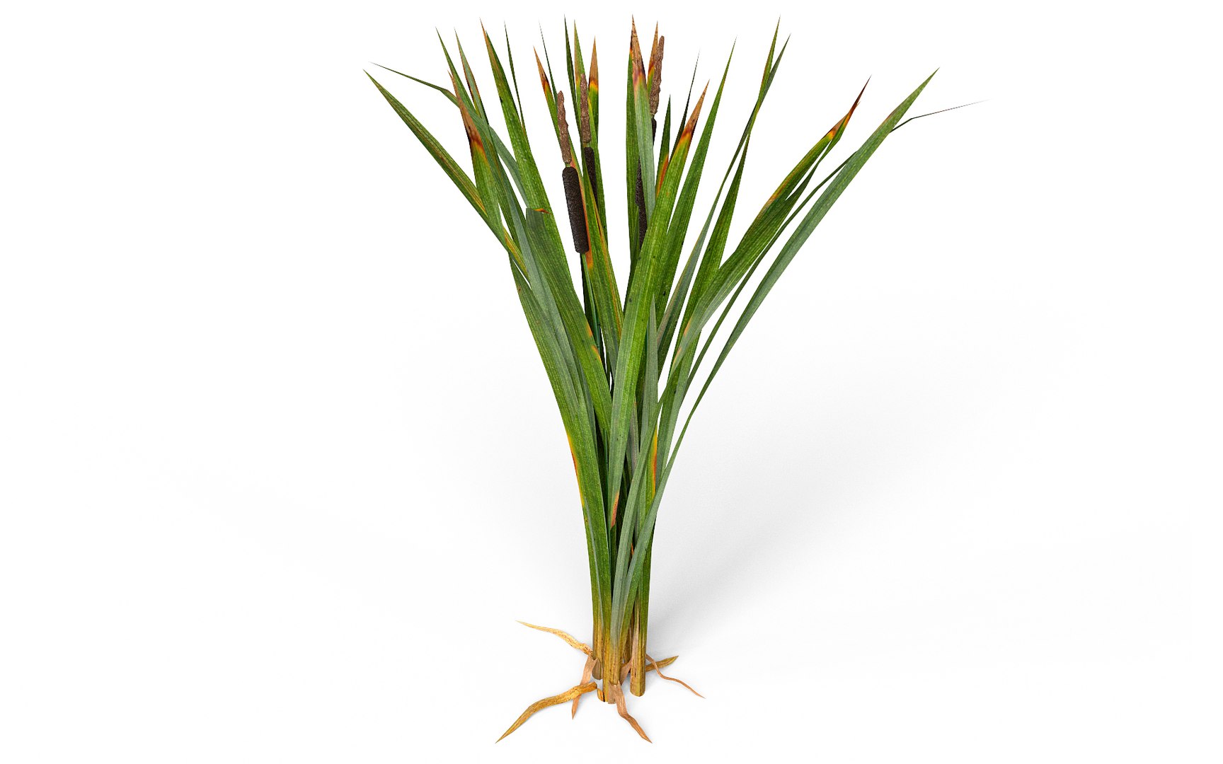 Marsh Reeds Swamp 3d 3ds