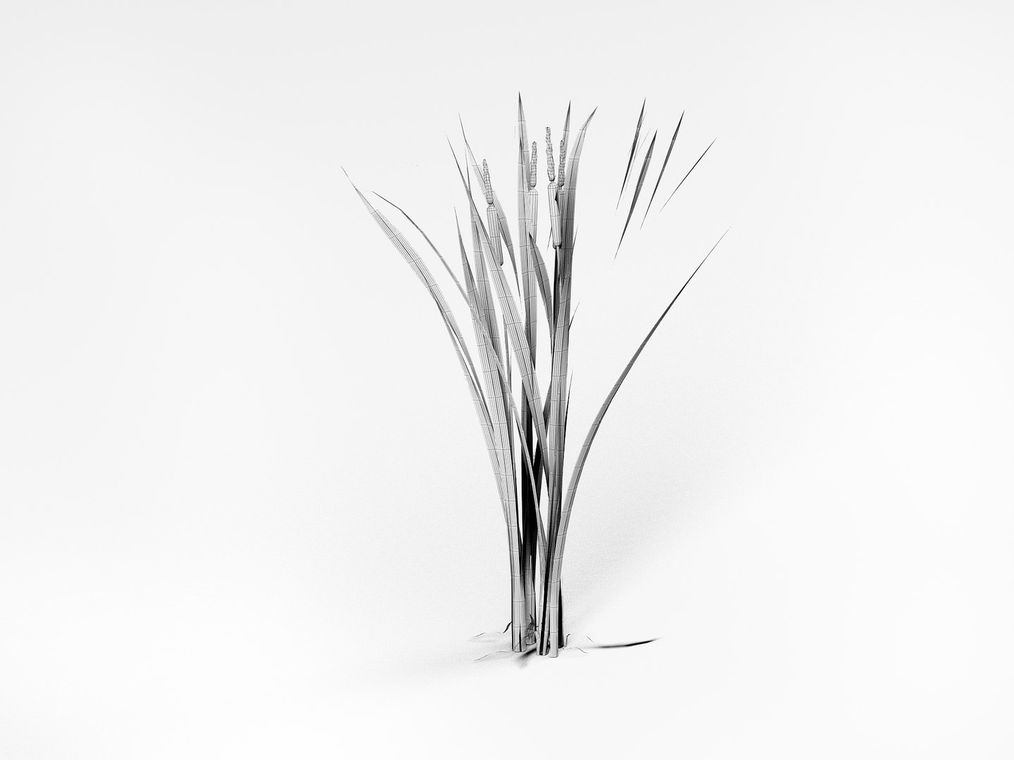 Marsh Reeds Swamp 3d 3ds