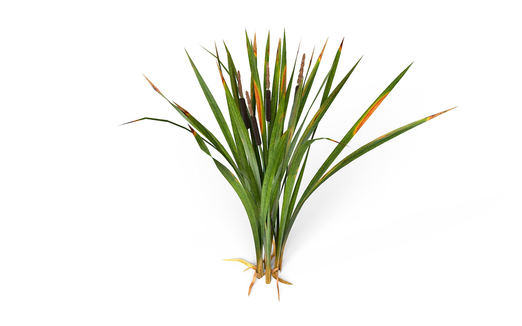 Marsh Reeds Swamp 3d 3ds