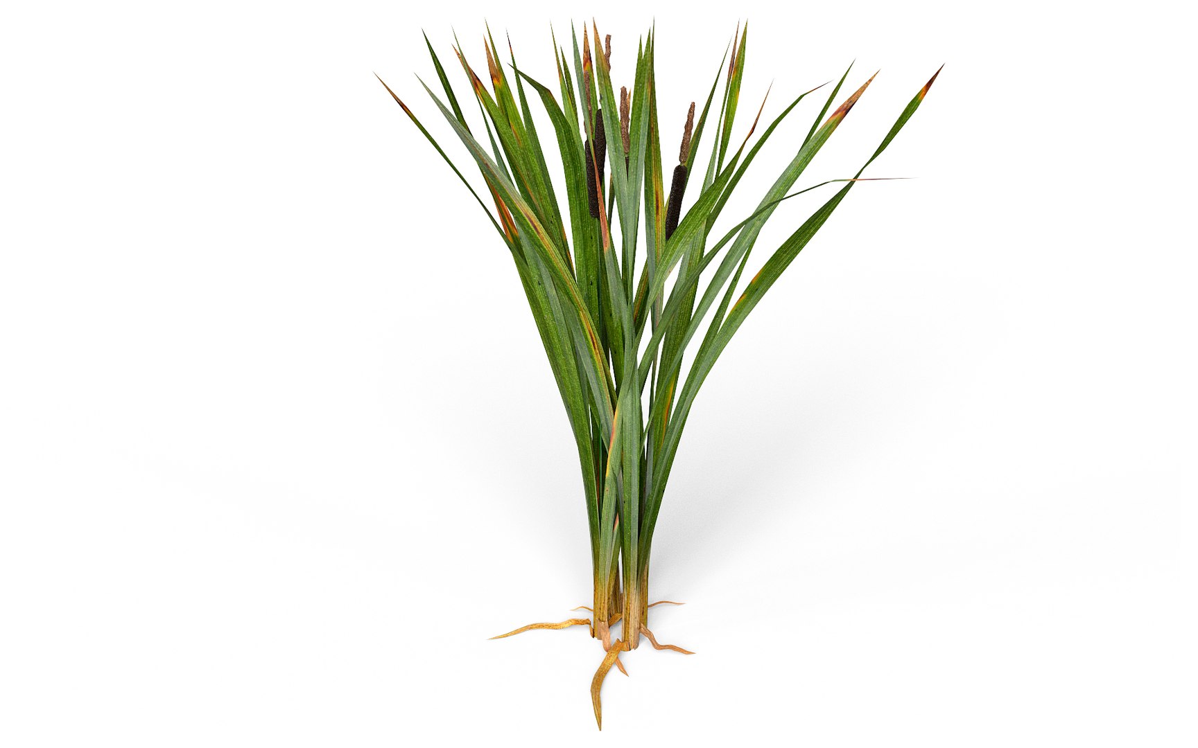Marsh Reeds Swamp 3d 3ds