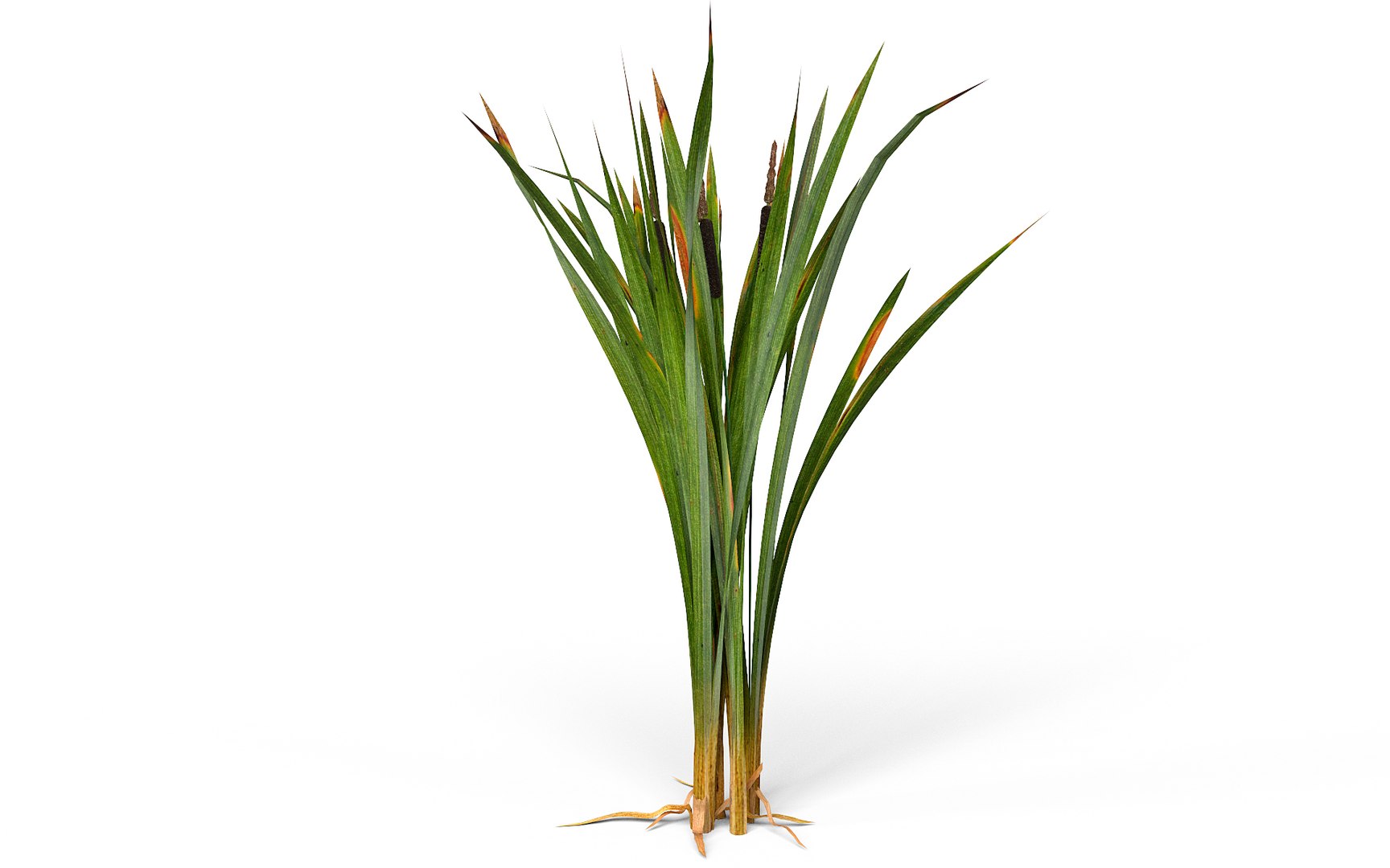 Marsh Reeds Swamp 3d 3ds