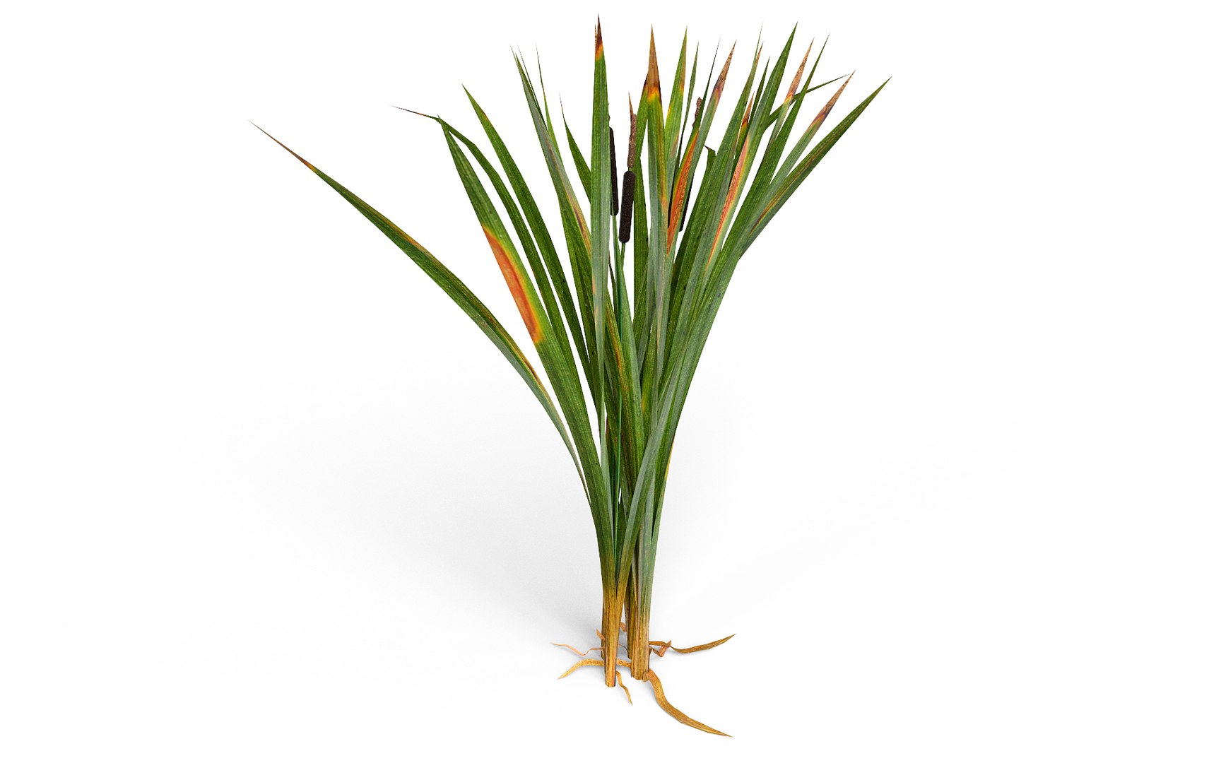 Marsh Reeds Swamp 3d 3ds