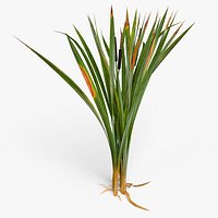 Bulrush