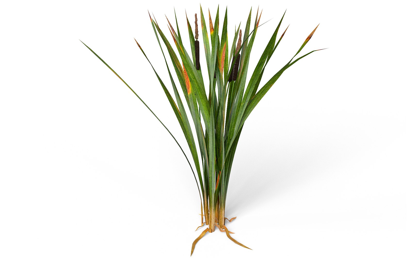 Marsh Reeds Swamp 3d 3ds