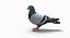 Pigeon (Animated)