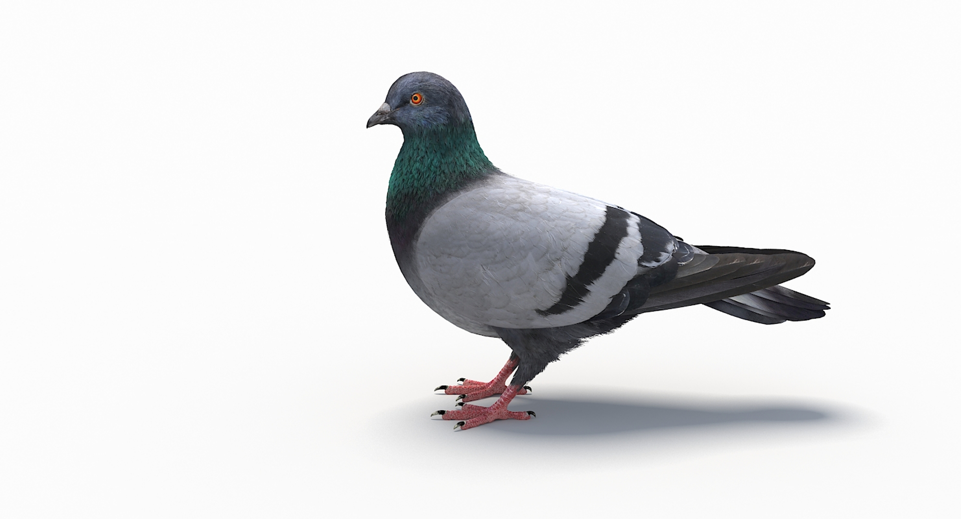 City Pigeon Rigging Animation Model - TurboSquid 1270363