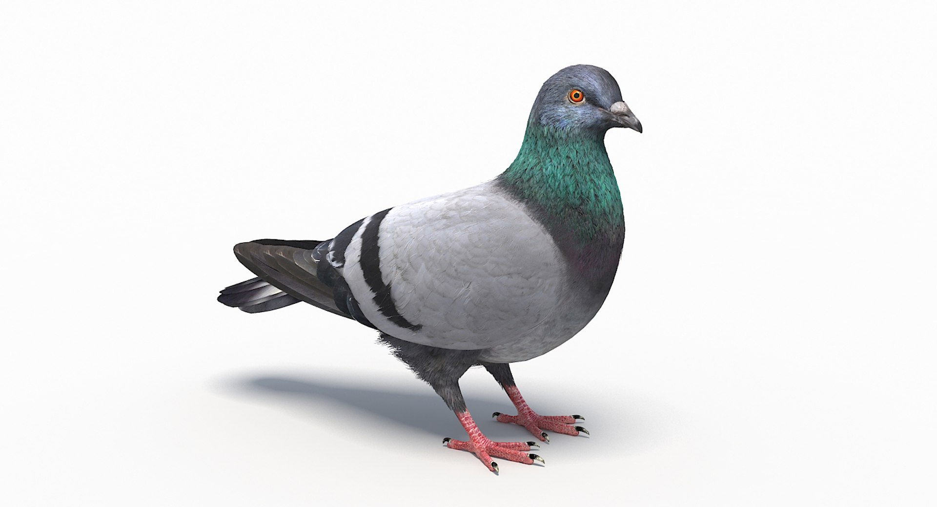 City pigeon rigging animation model - TurboSquid 1270363