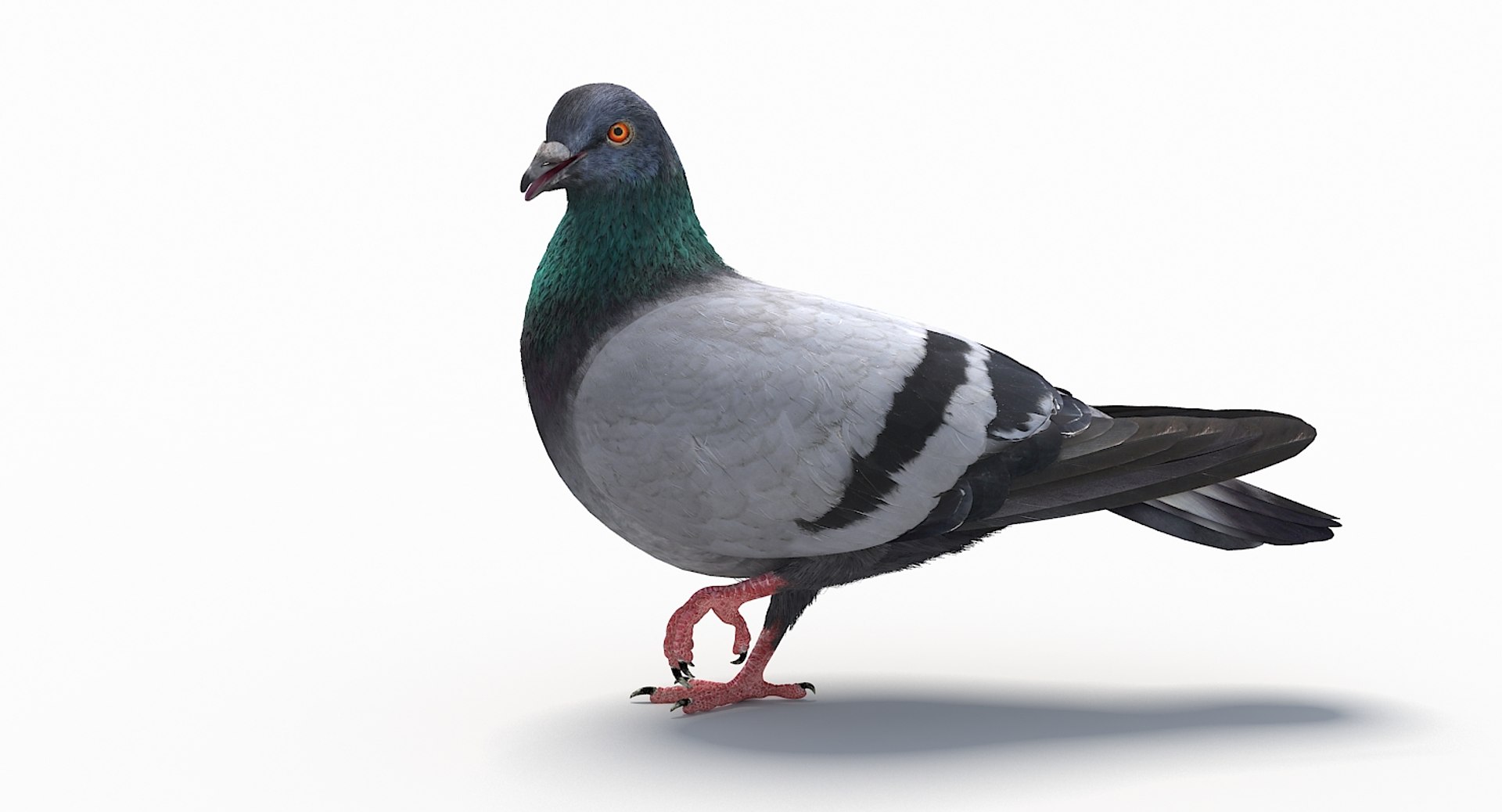 City pigeon rigging animation model - TurboSquid 1270363