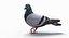 Pigeon (Animated)