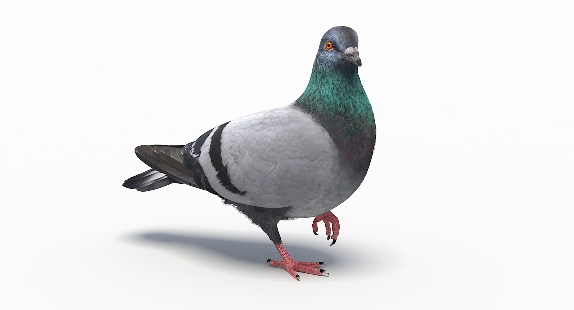 city pigeon rigging animation model https://p.turbosquid.com/ts-thumb/tw/oQaqXV/JOwrmCDN/08/jpg/1522096460/1920x1080/fit_q87/0fa72e5dc5f671225225bf7ef0b326784d4309c8/08.jpg