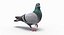 Pigeon (Animated)