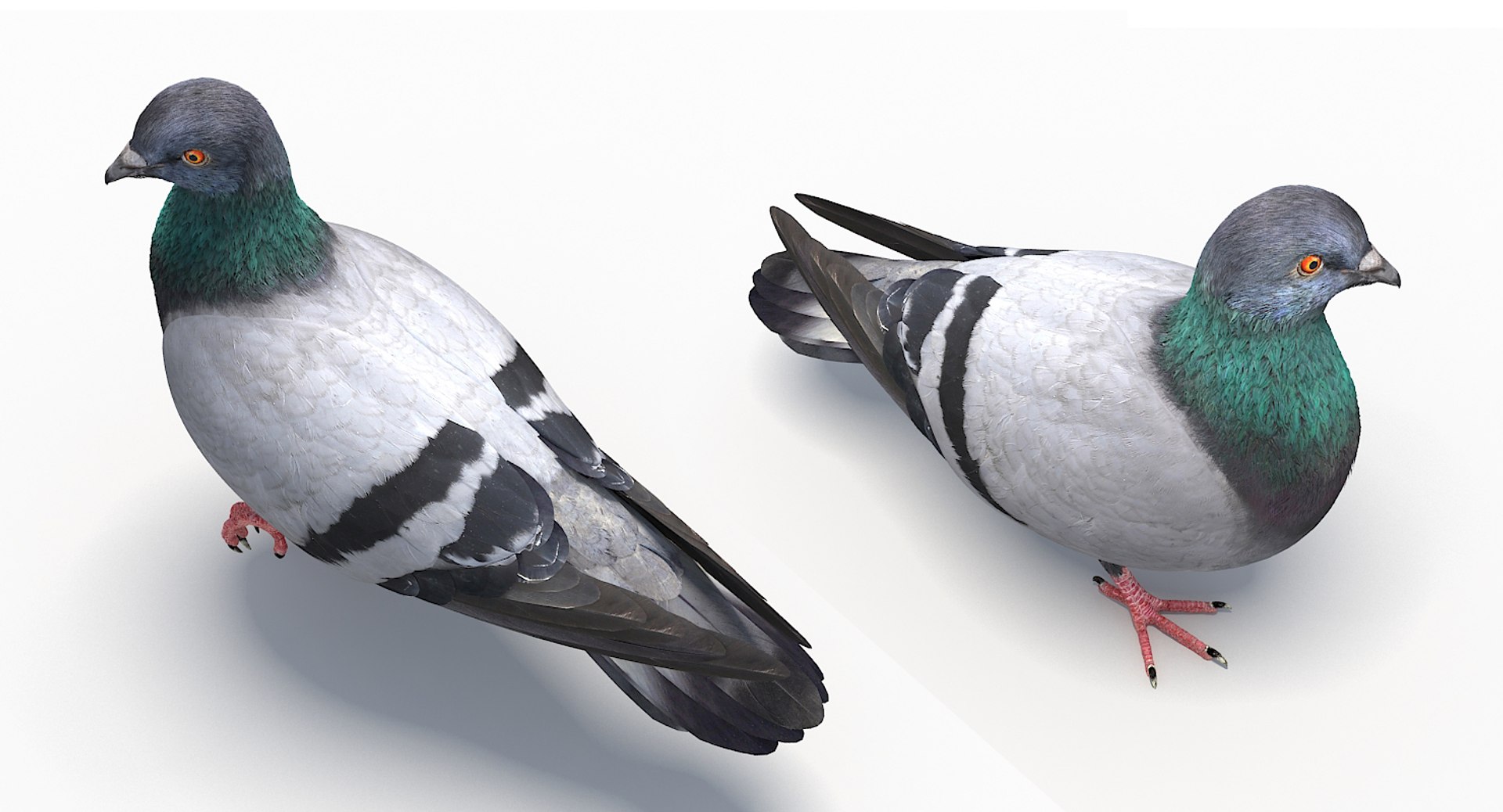 city pigeon rigging animation model https://p.turbosquid.com/ts-thumb/tw/oQaqXV/M5p65w3z/3/jpg/1522096460/1920x1080/fit_q87/42a8dafba0ebabb1345a888b96b3735ad65a60e1/3.jpg
