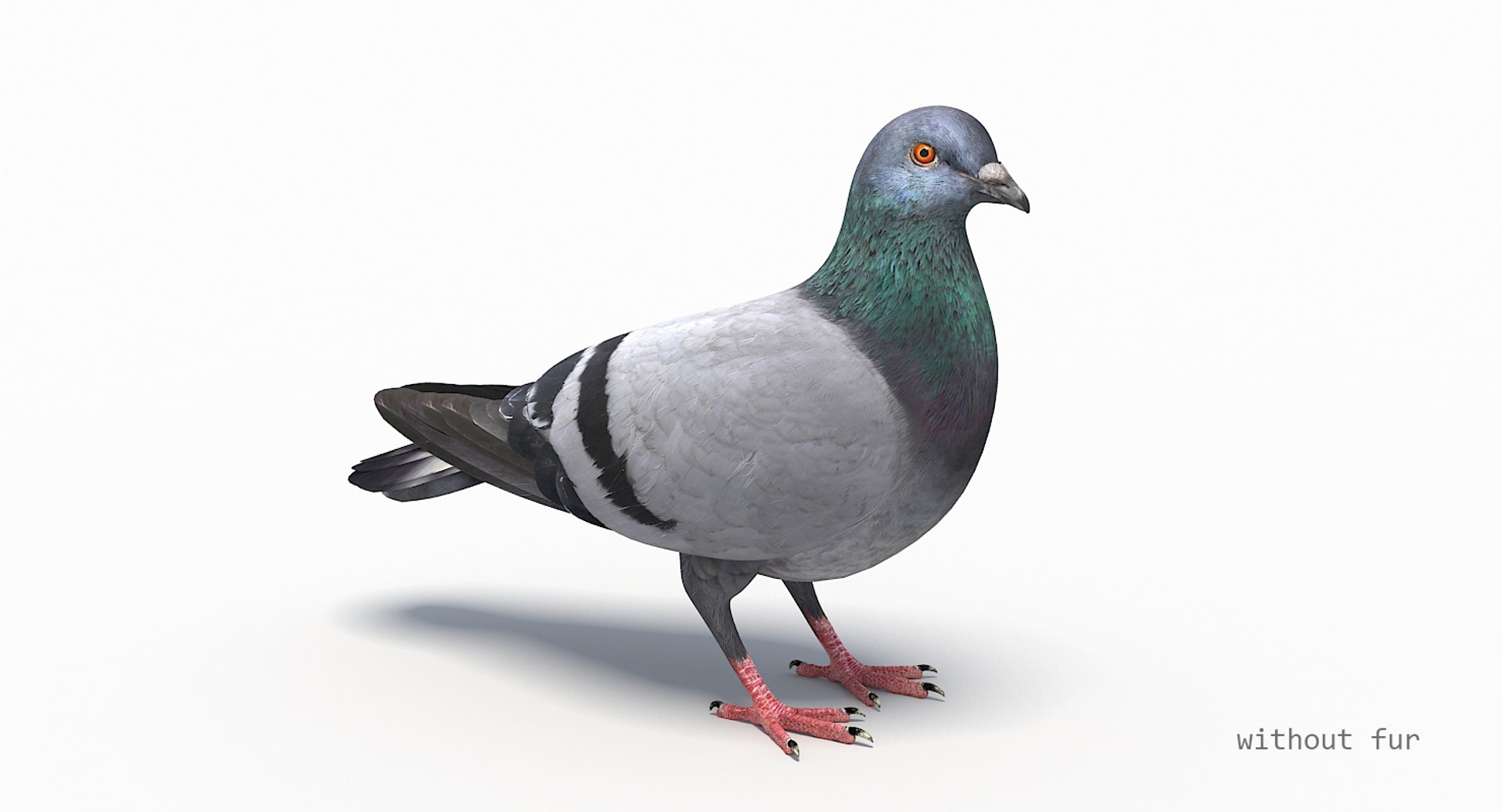 city pigeon rigging animation model https://p.turbosquid.com/ts-thumb/tw/oQaqXV/SkyYdrgy/2.2/jpg/1522096460/1920x1080/fit_q87/c90ab7cba0cf0c5572e54510799c4ae487ac4560/2.2.jpg