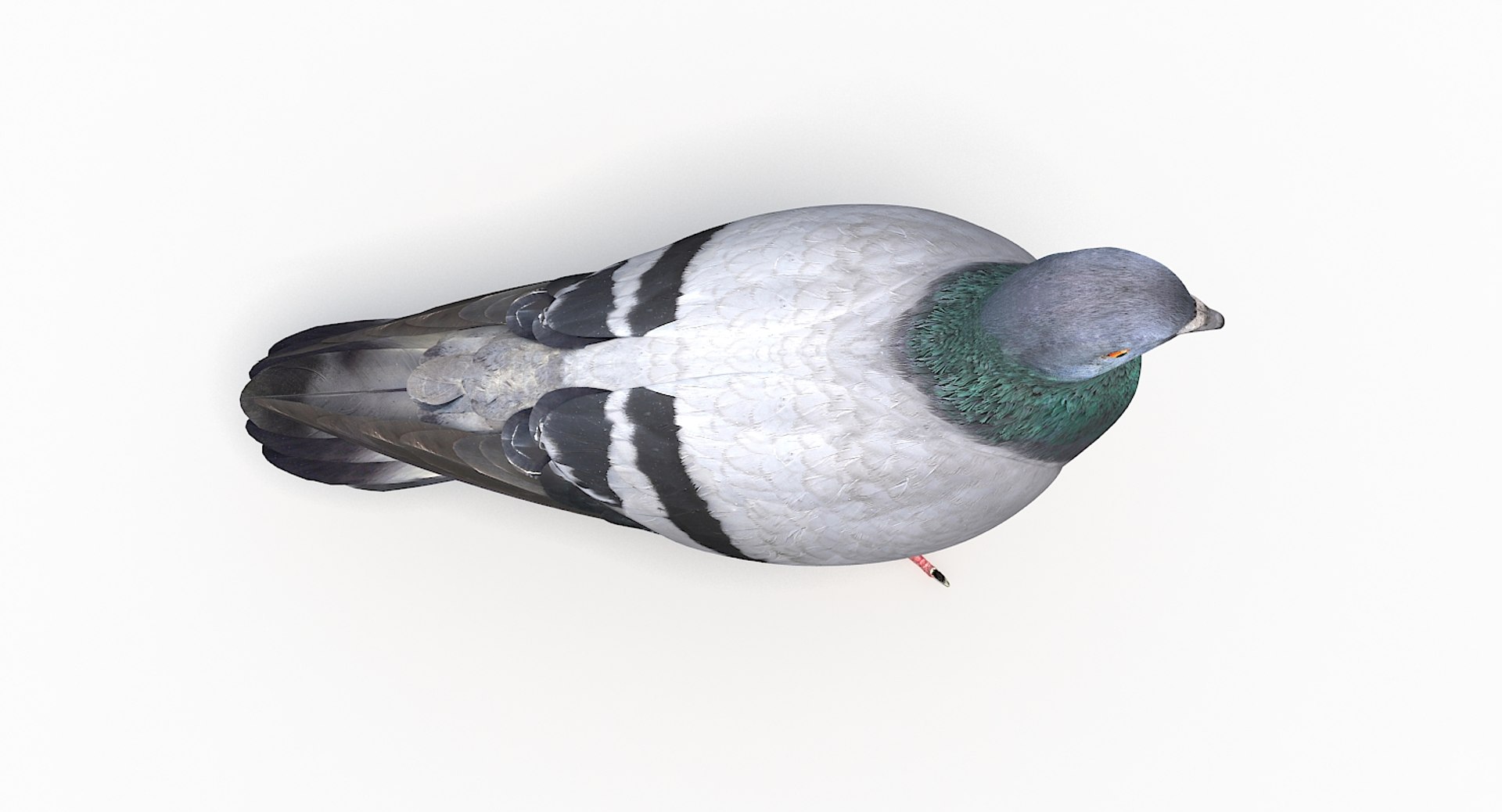 city pigeon rigging animation model https://p.turbosquid.com/ts-thumb/tw/oQaqXV/SlcnlS9L/17/jpg/1522096460/1920x1080/fit_q87/bedbbfbde1c5f4d95acccb7d031c48c33c4557d0/17.jpg