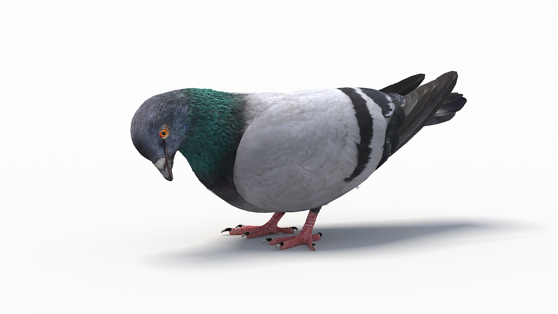 city pigeon rigging animation model https://p.turbosquid.com/ts-thumb/tw/oQaqXV/bntUDyza/19/jpg/1532430207/1920x1080/fit_q87/2d63177c9e0a001a3f2d406de1e8da8b479b9b32/19.jpg