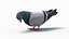 Pigeon (Animated)