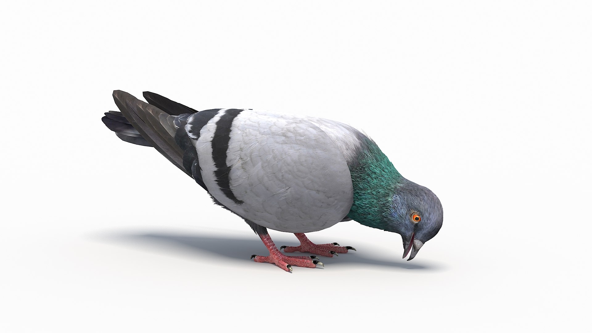 city pigeon rigging animation model https://p.turbosquid.com/ts-thumb/tw/oQaqXV/gDHdMCTr/20/jpg/1532430207/1920x1080/fit_q87/44d3f925c53cd955cf46434d3cdeef9b1509dfb6/20.jpg