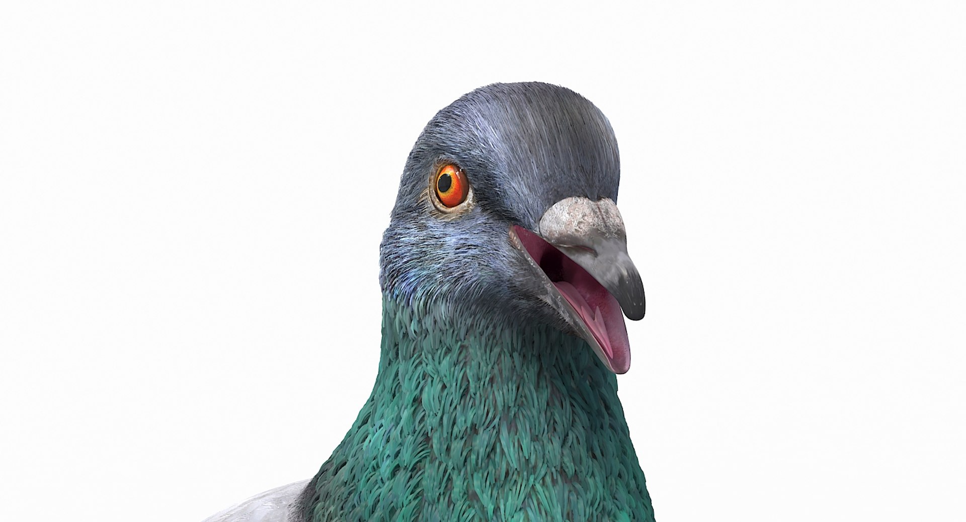 city pigeon rigging animation model https://p.turbosquid.com/ts-thumb/tw/oQaqXV/jJMXXyVr/14/jpg/1522096460/1920x1080/fit_q87/de7f54fc744b4411c5c602a3fd8777975557e2cc/14.jpg