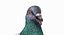 Pigeon (Animated)