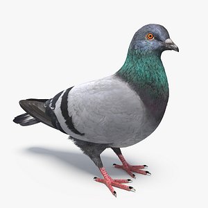 Pigeon (Animated)