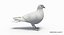 Pigeon (Animated)