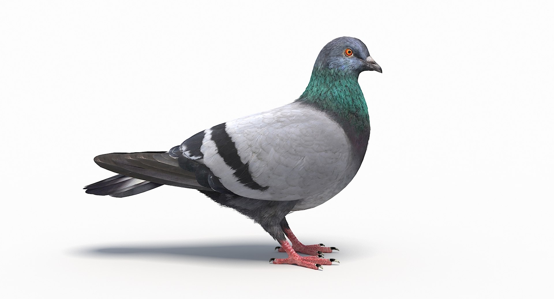 City pigeon rigging animation model - TurboSquid 1270363