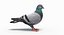 Pigeon (Animated)