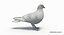Pigeon (Animated)