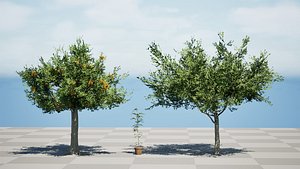 Cupaniopsis anacardioides 3D Trees 3D
