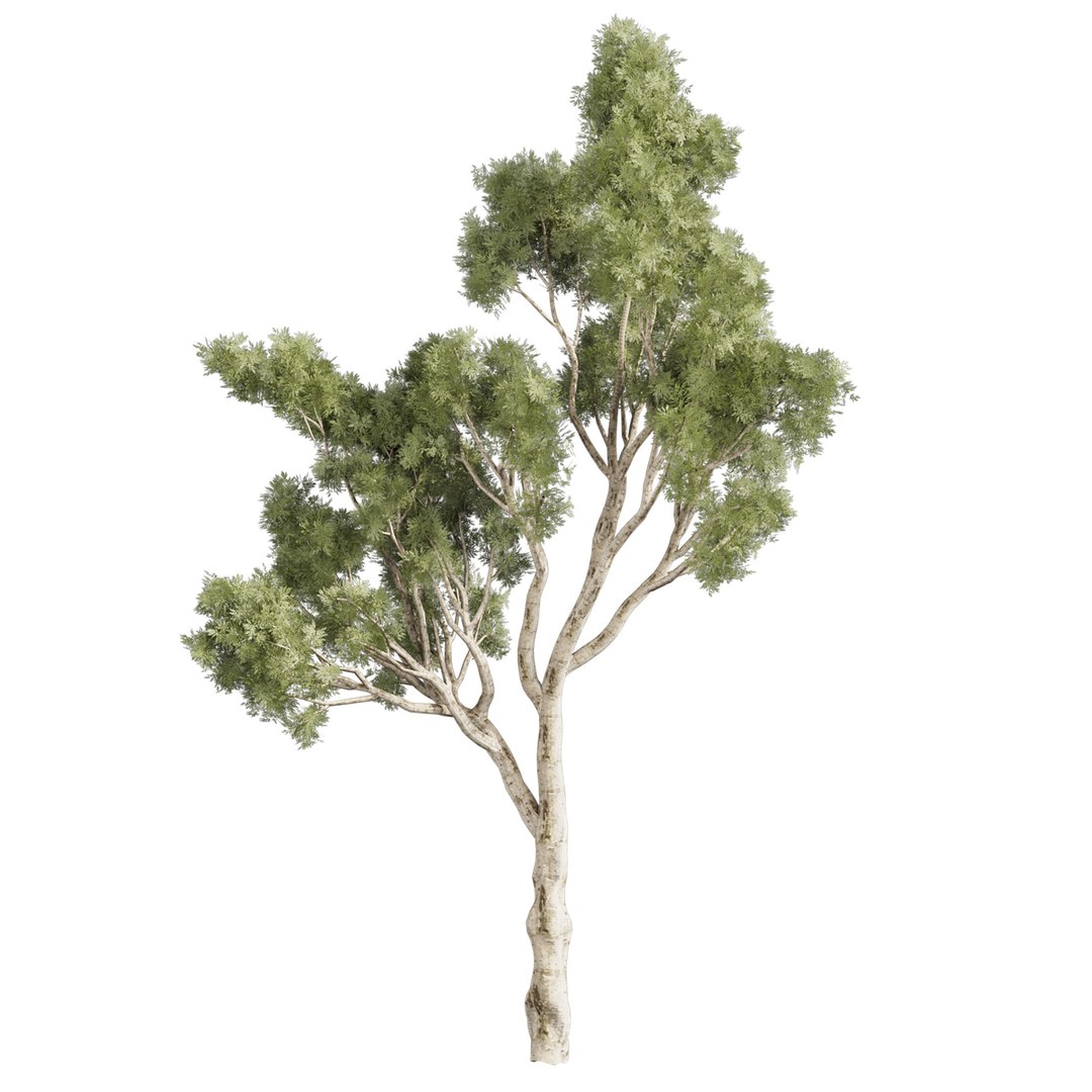 Collection plant vol 574 - Eucalyptus - Scoparia  - tree - 3Ds max - Cinema 4D 3D model https://p.turbosquid.com/ts-thumb/tx/2cPlmL/06/6/jpg/1720702678/1920x1080/fit_q87/8af32923723ce4bf0af2b723725fb19ce24fdf94/6.jpg