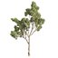 Plante de collection vol 574 - Eucalyptus - Scoparia - arbre - 3Ds max - Cinema 4D
