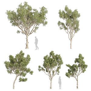 Collection plant vol 574 - Eucalyptus - Scoparia  - tree - 3Ds max - Cinema 4D 3D model