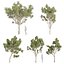 Plante de collection vol 574 - Eucalyptus - Scoparia - arbre - 3Ds max - Cinema 4D
