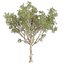 Plante de collection vol 574 - Eucalyptus - Scoparia - arbre - 3Ds max - Cinema 4D
