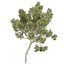 Plante de collection vol 574 - Eucalyptus - Scoparia - arbre - 3Ds max - Cinema 4D