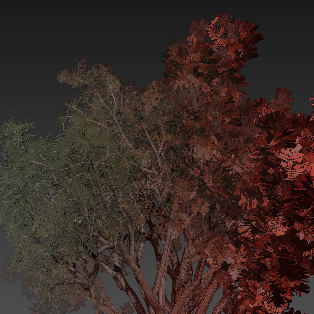 Collection plant vol 574 - Eucalyptus - Scoparia  - tree - 3Ds max - Cinema 4D 3D model https://p.turbosquid.com/ts-thumb/tx/2cPlmL/uJ/7/jpg/1720702678/1920x1080/fit_q87/0c0276846231a38ff22b845804281ca6ad328418/7.jpg
