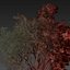 Plante de collection vol 574 - Eucalyptus - Scoparia - arbre - 3Ds max - Cinema 4D