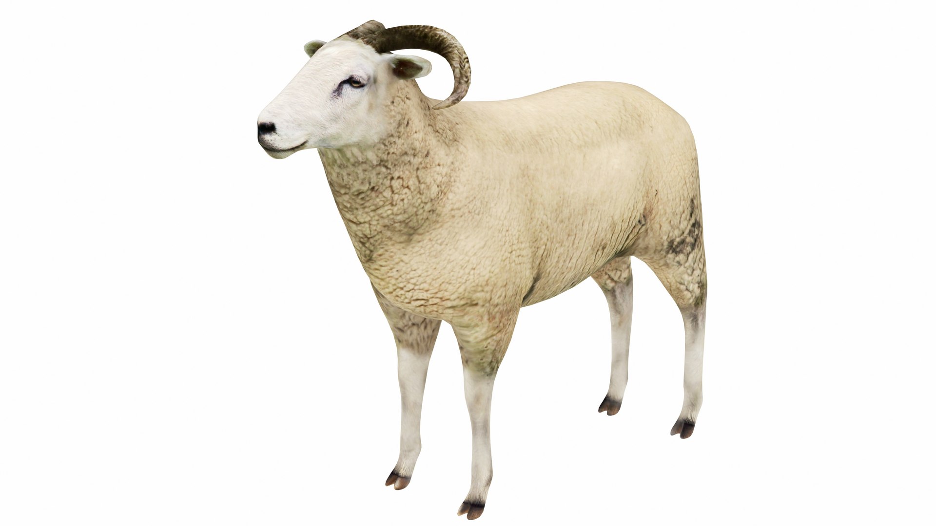 3D Big Farm Animal Collection 34 in 1 model https://p.turbosquid.com/ts-thumb/tx/BcsCjL/H4/ram1/jpg/1765923840/1920x1080/fit_q87/7835b81ed897d5b075fc702eb87f42a7b0aa8a78/ram1.jpg