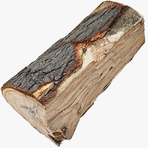 3D Scan tree trunk in highpoly 3D model