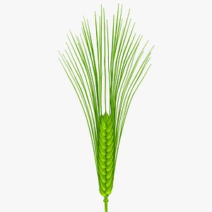 wheat green 3d model