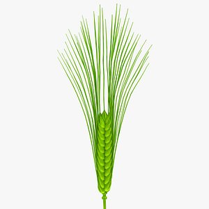 Wheat (Green)