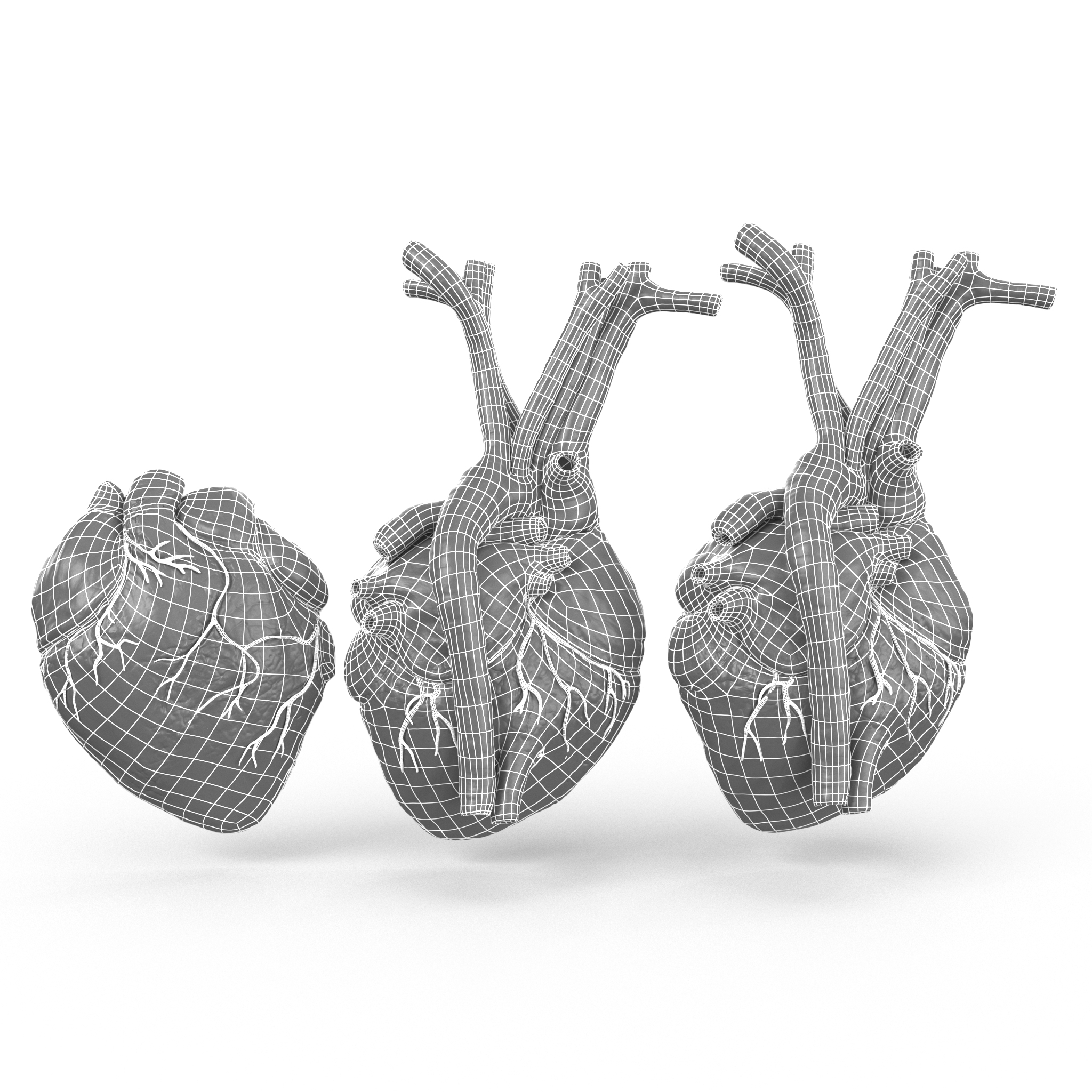 modelo 3d Human Heart and 2 Heart Sections 3D model - TurboSquid 1672561