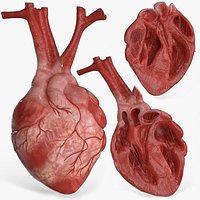 Human Heart and 2 Heart Sections 3D model
