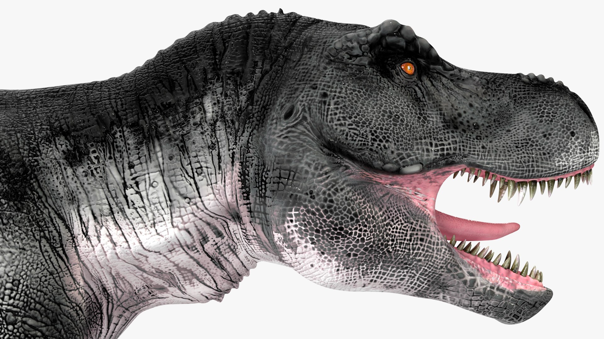 3D model T Rex Standart Pose https://p.turbosquid.com/ts-thumb/tx/RUeBr2/nk/trexstandartposemb3dmodel020/jpg/1691812012/1920x1080/fit_q87/1f88a69122f89b585f00eda58093ef1f55d8bbd7/trexstandartposemb3dmodel020.jpg