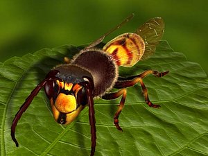 wasp 3d max