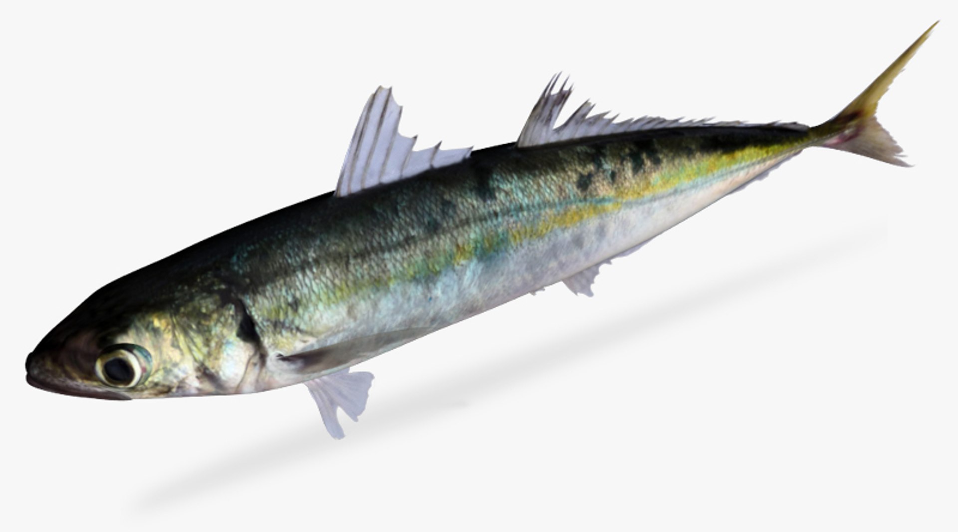 3d Mackerel Scad